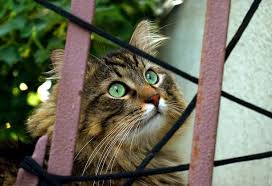 To get allergy relief, you need to know how to tell them apart. Indoor Cats Vs Outdoor Cats Health Problems And What Vets Think