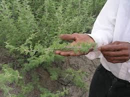 Image result for Acacia hebeclada