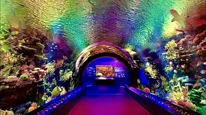 New York Aquarium Cinematic Walkthrough Tour Ny Coney Island Nyc Reef An New Shark Coney Island Tours