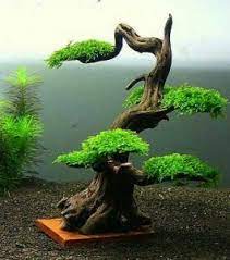 Bonsai Tree Ideas Bonsai Tree Care Japanese Bonsai Bonsai Tree