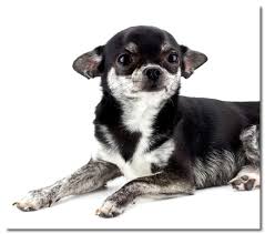 Trainpetdog.com has been visited by 10k+ users in the past month How To Stop A Chihuahua From Chewing On Everything
