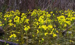 Image result for Lentibulariaceae