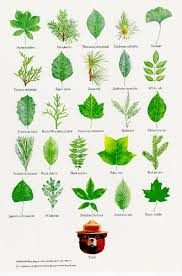 15 Of Smokey Bear S Best Nature Posters Leaf Identification Tree Leaf Identification Nature Posters