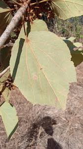 Image result for Dombeya acutangula
