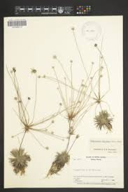 Image result for Syngonanthus welwitschii