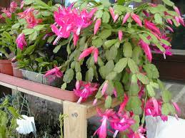 In this article, we will take a look at how cactus roots collect and preserve moisture in arid environments and identify the components of a. When And How To Repot A Christmas Cactus World Of Succulents