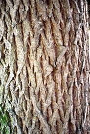 We did not find results for: Willow Tree Bark Stock Photo Picture And Royalty Free Image Image 2885387