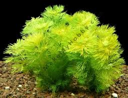 Image result for Limnophila indica