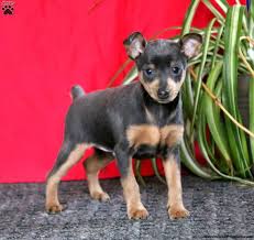 Proven doberman pinscher ownership tips on making your dog happy, healthy, and obedient. Miniature Pinscher Puppies For Sale Greenfield Puppies