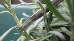 Image result for lavender cuttings