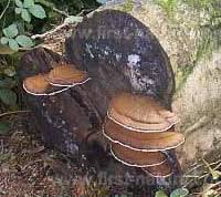 Image result for Ganoderma applanatum