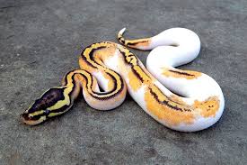 We did not find results for: Where To Buy Pumpkin Pied Ball Pythons Pets Animals