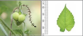 Image result for Tragia glabrata