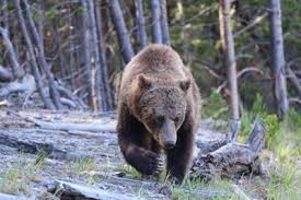 2 hikers mauled by at least one bear in Yellowstone National Park