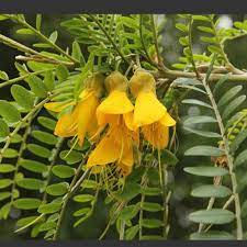 Touch device users, explore by touch or with swipe gestures. National Flower Of New Zealand Archives Helo National