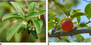 Image result for Ximenia afra