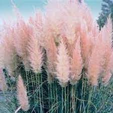 100 Ornamental Cortaderia Selloana White Pampas Grass Etsy In 2021 Pink Pampas Grass Ornamental Grasses Cortaderia Selloana