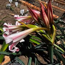 Image result for Crinum lugardiae