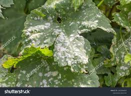 Image result for Uncinula necator