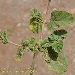 Image result for Commicarpus helenae