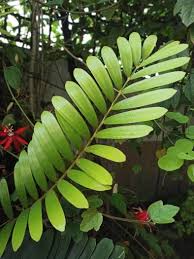 Image result for Acrostichum aureum