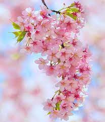 Bunch Of Spring Beautiful Flowers Blossom Trees Pretty Flowers