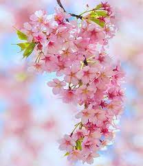Many beautiful spring flower images and photos are captured of an entire field of flowers. Bunch Of Spring Beautiful Flowers Blossom Trees Spring Flowers