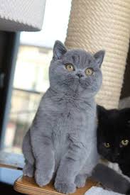 Know All About Pet Happy Pet Https Www Happypet Info Sevimli Kediler Yavru Kediler Hayvanlar
