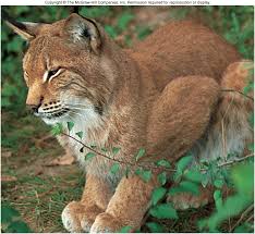 Living Things Are Organized Into Levels Of Biological Organization