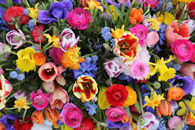 Weitere ideen zu blumen, blumengestecke, blumenarrangements. Wie Bekommen Blumen Ihre Farbe Floraqueen De