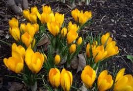 Yellow Mammoth Crocus Bulbs Buy Crocus Bulbs In Bulk At Edenbrothers Com Crocus Bulbs Bulb Flowers Saffron Flower