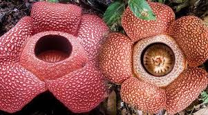 Flowers facilitate the reproduction of angiosperm species through the production of seed and the formation of fruit. Behold Rafflesia The Largest Flower In The World That Can Grow Up To 3 Feet Lifestyle News The Indian Express