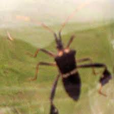 Isolate new plants from plants already in the home for six weeks to ensure that any pest brought in will be less likely to spread. Leaf Footed Bug Bites Gardener What S That Bug
