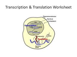 A simple summary of transcription and translation. Transcription Translation Worksheet Ppt Video Online Download