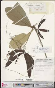 Image result for Diaphananthe sarcophylla