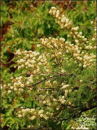 Image result for Acacia gerrardii