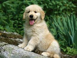 Why buy a golden retriever puppy for sale if you can adopt and save a life? Golden Retriever Dog Information Pictures Dogexpress