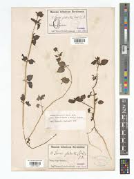 Image result for Leucas glabrata