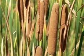 Image result for Typha capensis