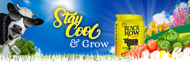 (a layer 1 1/2 inches thick) and mix into top six inces of top soil. Black Kow The Mature Manure Black Kow Videos