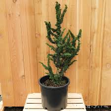 Image result for Habenaria chirensis