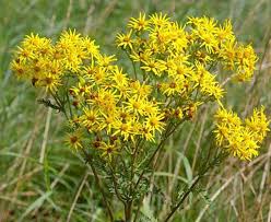 Check spelling or type a new query. Quiz On Perennial Garden Weeds Recognition And Identification