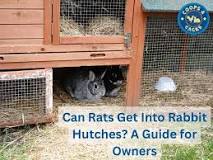 Can Rats Get Into Rabbit Hutches? A Guide For Owners