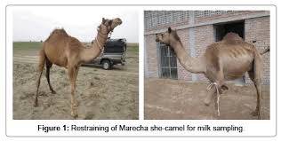 Bikaneri breed of camel is one of the major camel breeds found in india. Milk Production Potential Of Marecha Dromedary Camel In Desert Thal Punjab Pakistan