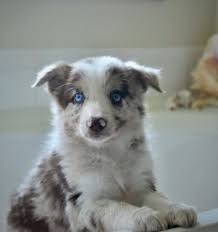 All Black Border Collie Puppy For Sale 2j2k Border Collies Puppies For Sale Border Collie Puppies That Are Raised Right For You Border Collie Puppies Collie Puppies For Sale Collie Puppies