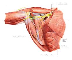 This muscle moves each shoulder joint in four distinct ways as well as keeps the arms attached to the body. Easy Notes On The Pectoral Region Muscles Learn In Just 6 Mins Earth S Lab