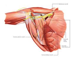 Arm, in zoology, either of the forelimbs or upper limbs of ordinarily bipedal vertebrates, particularly humans and other muscles of the upper arm (posterior view). Arm Diagram Front And Back In Depth Wiring Diagrams