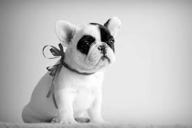 Will try to con you into sending a deposit for a certain described puppy. What Should The Punishment Be For Owning And Operating A Puppy Mill