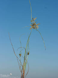 Image result for Pycreus flavescens