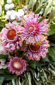 Isopogon Drumstick Flower Available Aug Sept Like A Pompom Or Catherine Wheel This P Australian Native Flowers Australian Flowers Australian Native Plants
